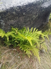 Dryopteris aemula