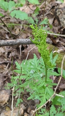 Sceptridium dissectum