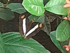 Adelpha iphiclus