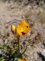Ornithogalum maculatum
