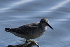 Calidris canutus