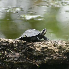 Melanochelys trijuga