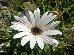 Arctotis stoechadifolia