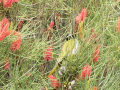 Entomyzon cyanotis