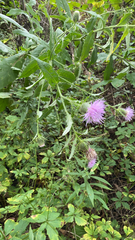 Cirsium altissimum