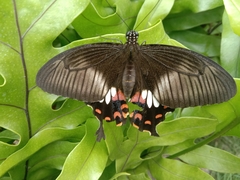 Papilio polytes
