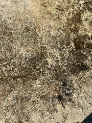 Atriplex canescens