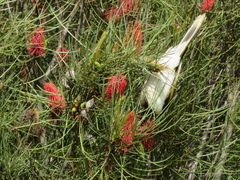 Entomyzon cyanotis