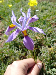 Moraea fugax