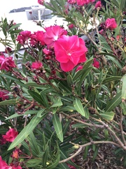 Nerium oleander