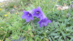 Campanula alpestris