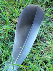 Columba livia domestica