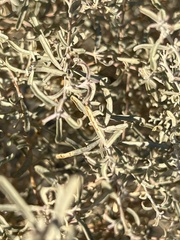 Atriplex canescens