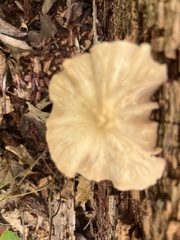 Entoloma strictius