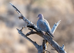 Streptopelia senegalensis