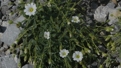 Cerastium latifolium