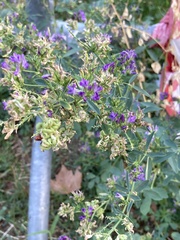 Medicago
