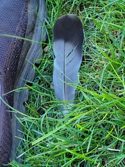 Columba livia domestica