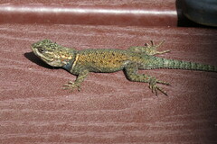 Sceloporus jarrovii