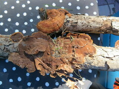 Hapalopilus rutilans