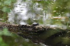 Melanochelys trijuga