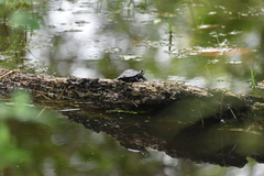 Melanochelys trijuga