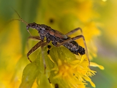 Himacerus apterus