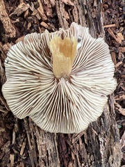 Entoloma strictius