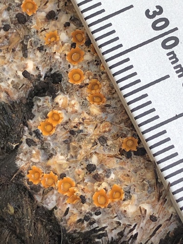 cannonball fungus