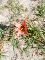 Romulea flava