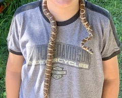 Lampropeltis triangulum