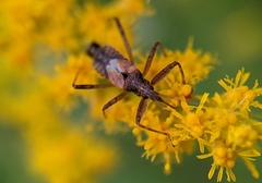 Himacerus apterus