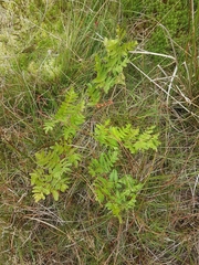 Osmunda regalis