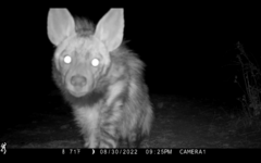 Hyaena hyaena dubbah