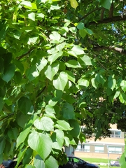 Tilia cordata
