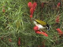 Entomyzon cyanotis