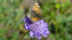 Melitaea