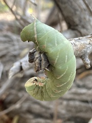 Pachysphinx occidentalis