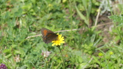 Erebia euryale