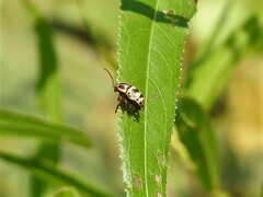 Cryptocephalus leucomelas
