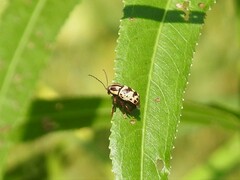 Cryptocephalus leucomelas