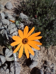 Dimorphotheca sinuata