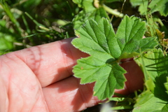 Pelargonium alchemilloides