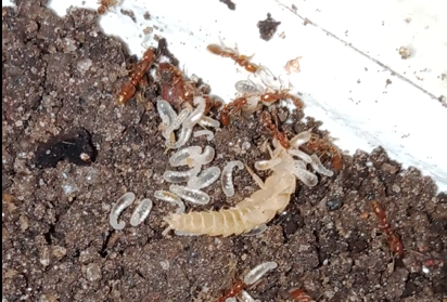 Protanilla schoedli