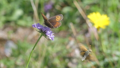 Erebia euryale