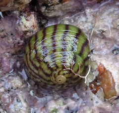 Steromphala umbilicalis