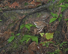 Urosphena whiteheadi