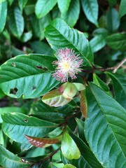 Tetracera indica