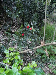 Ruscus aculeatus