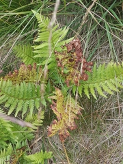 Dryopteris filix-mas